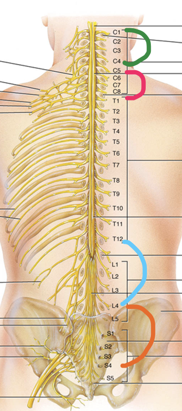 <p>What form Lumbar plexus?</p>