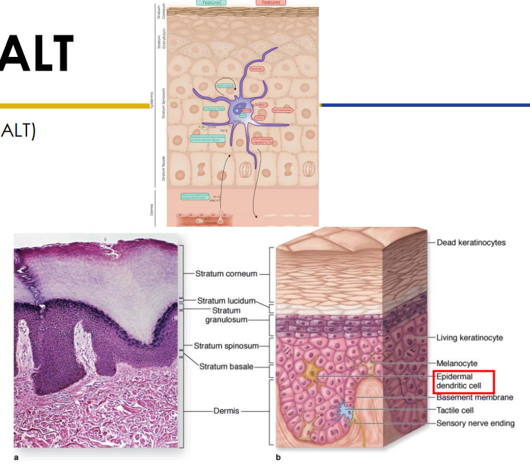 <p>- Skin associated lymphatic tissues (MALT)</p><p>- Stratum spinosum houses epidermal dendritic (langerhans) cells (2-8% epidermal cells)</p><p>- dendritic antigen presenting cells (APCs)</p><p>- T-lymphocytes can also be found in the stratum spinosum. Dendritic cells + T cells: SALT (Skin Associated Lymphoid Tissue)</p>