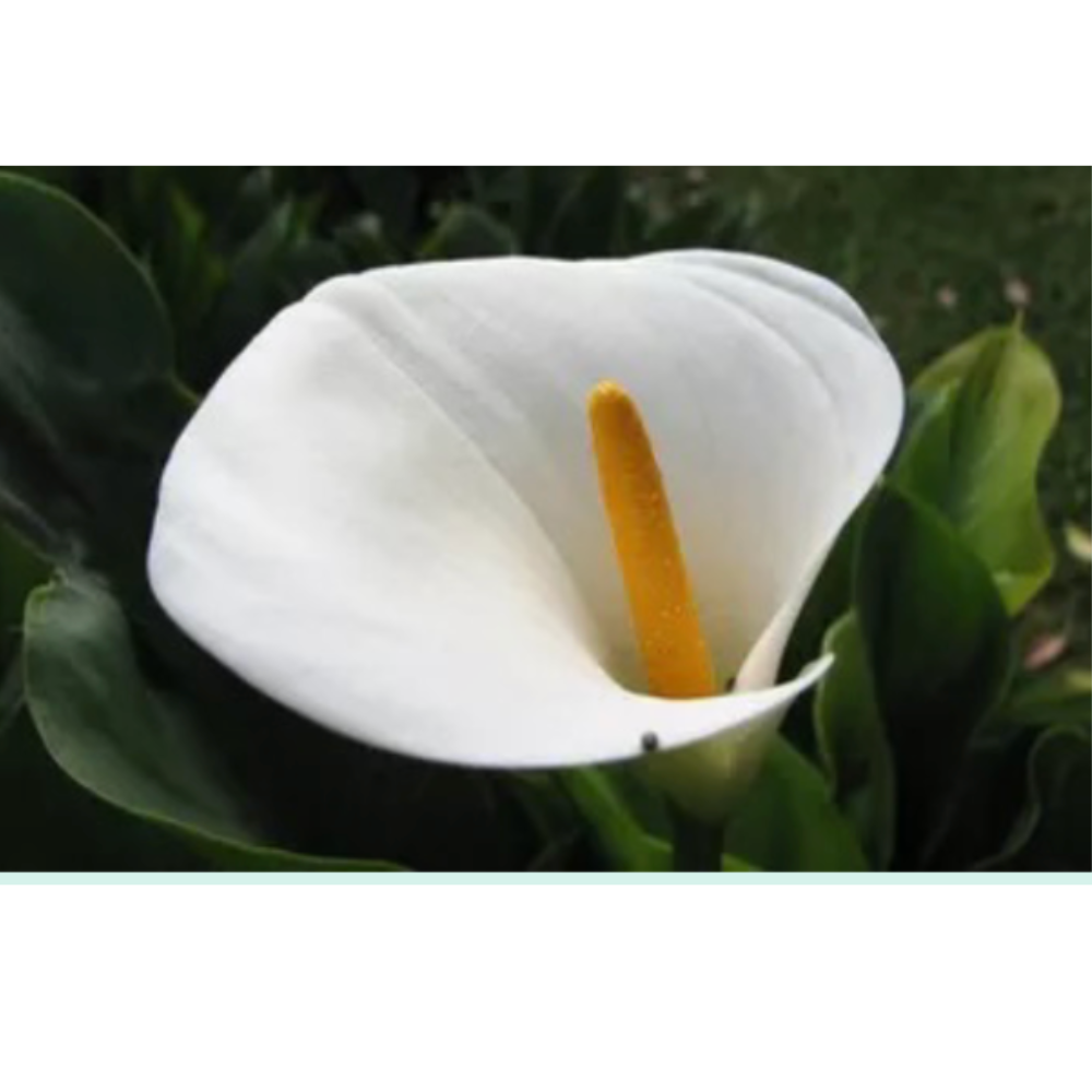 <p>Is this flower complete or incomplete?</p>