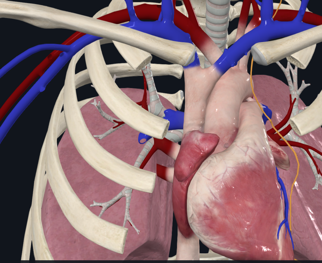 <p><span>Mặt phổi phải (right pulmonary surface) đối diện với phổi phải, rộng và lồi, do tâm nhĩ phải tạo nên, liên tiếp với tĩnh mạch chủ trên và phần nội ngực của tĩnh mạch chủ dưới</span></p>