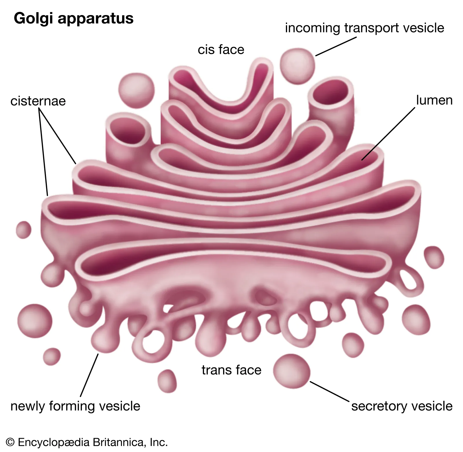 <p>(<span style="color: #41deff"><strong>both</strong></span>) folded membrane</p><p>Gets vesicles (carts for transporting pro. around cell) of protein from the ER; processes, sorts, and ships proteins where needed</p>