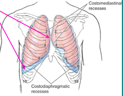 lungs