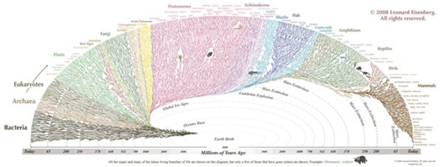 <p>The tree of life is the complete evolutionary history of life, illustrating how all life is connected through evolutionary history.</p>