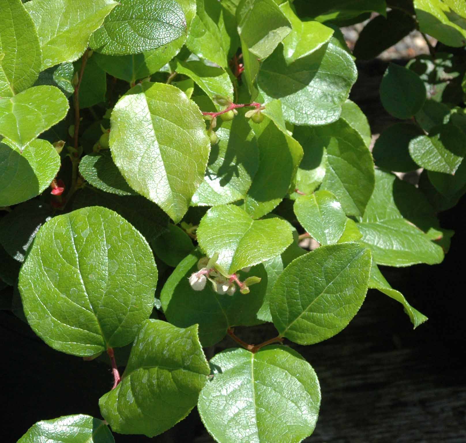 <p>Gaultheria</p>