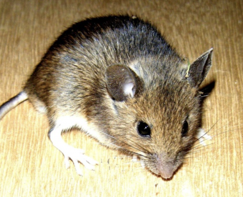 <p>Order: <strong>Rodentia</strong></p><p>Suborder: <strong>Myomorpha</strong></p><p>Family: <strong>Muridae</strong></p>
