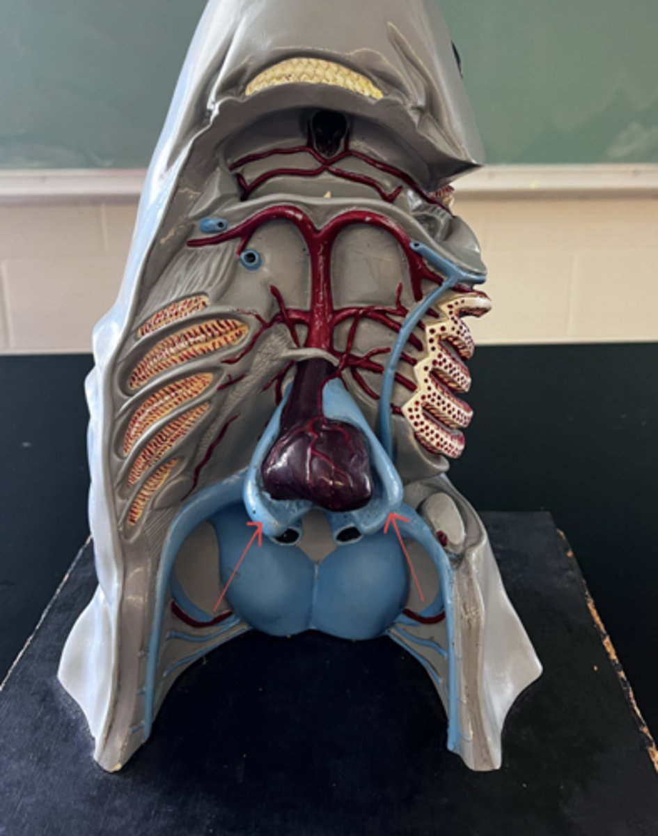 <p>from the atrium, where does the blood travel?</p>