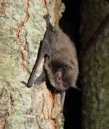 <p>Indiana Bat</p>
