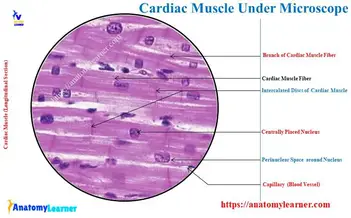 <p><span style="font-family: Arial; color: rgb(0, 0, 0)">Type: Muscle-Cardiac</span><br><span style="font-family: Arial; color: rgb(0, 0, 0)">Function- Contracting the Heart (Involuntary)</span><br><span style="font-family: Arial; color: rgb(0, 0, 0)">Location- Heart</span></p><p></p>