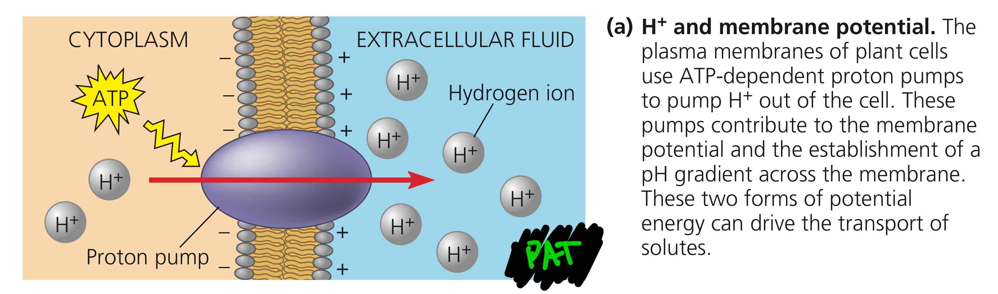 <p>In PAT, we use ATP to activate the proton pump to pump protons from an area with [proton]<sub>low</sub> to area with [proton]<sub>high</sub>, with the areas being the cytoplasm and the extracellular environment, respectively.</p>