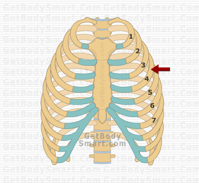 <p>first 7 ribs - connected directly to sternum by cartilage</p>