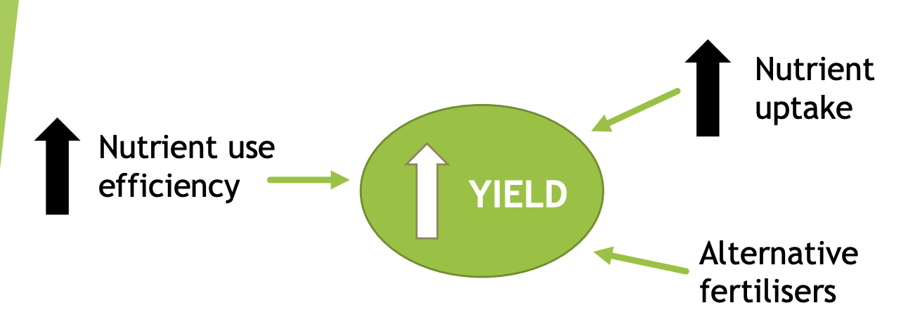 <ul><li><p><strong>Nutrient uptake</strong></p></li><li><p><strong>nutrient use efficiency</strong></p></li><li><p><strong>development of alternative fertilization strategegies</strong></p></li></ul><p>Needed for</p><ul><li><p>sustainable feeding growing population</p></li><li><p>with changes ecosystems</p></li></ul><p></p>