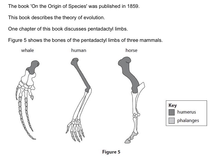 <p>Describe one difference between the humerus of the whale and human.</p>