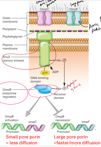 <p>Describe the 2 component transduction (regulatory) system for osmolarity</p>