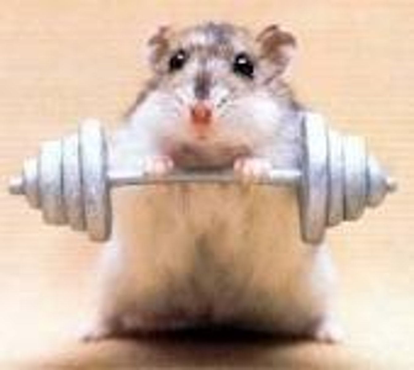 <p>to practice; to train</p>