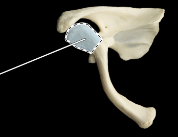<p>clavicle </p>