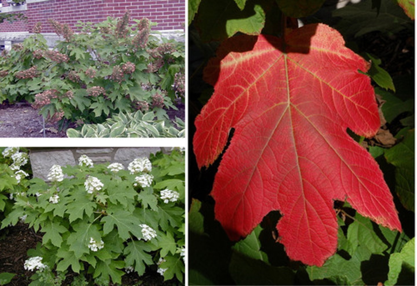 <p>Hydrangeaceae Hydrangea quercifolia</p>