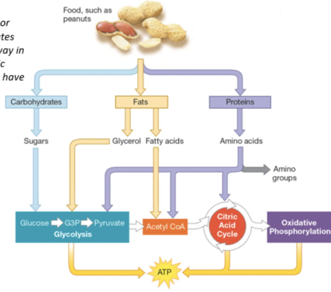 <p>lipids broken down into glycerol and fatty acids, fatty acids converted to acetyl groups to be used in Krebs cycle</p>