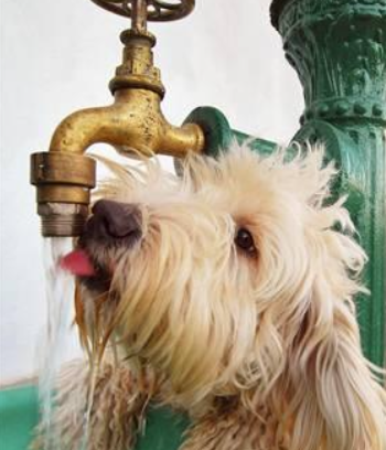 <p>-vomiting, constipation</p><p>-anorexia</p><p>-lethargy, weakness, depression</p><p>-bradycardia</p><p>-possible coma/death</p>