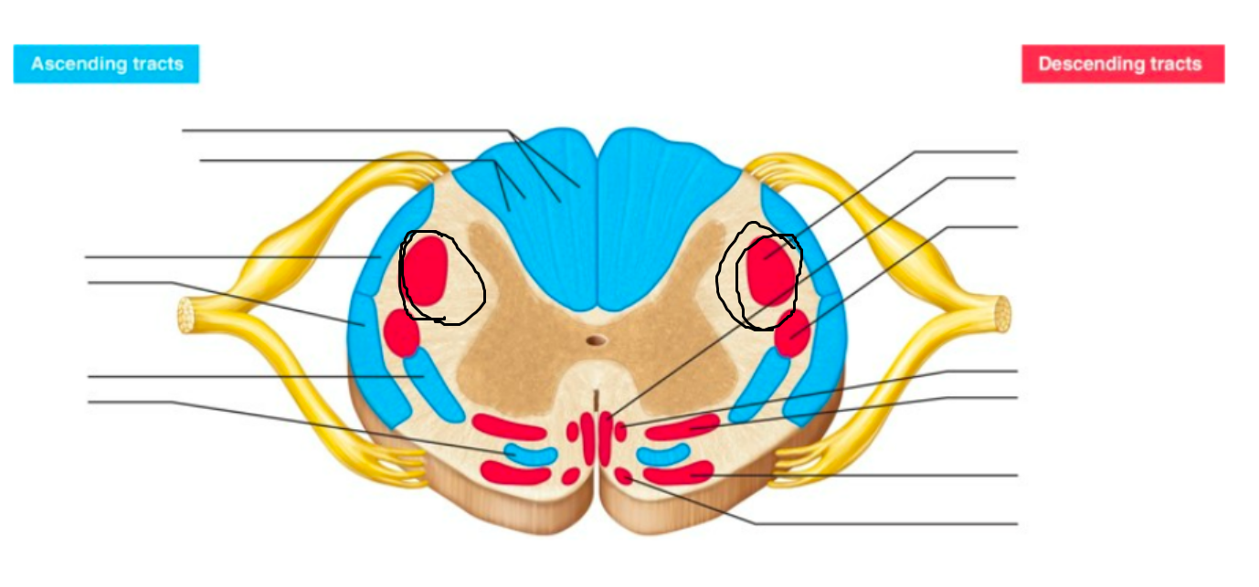 <p>what tract is this</p>