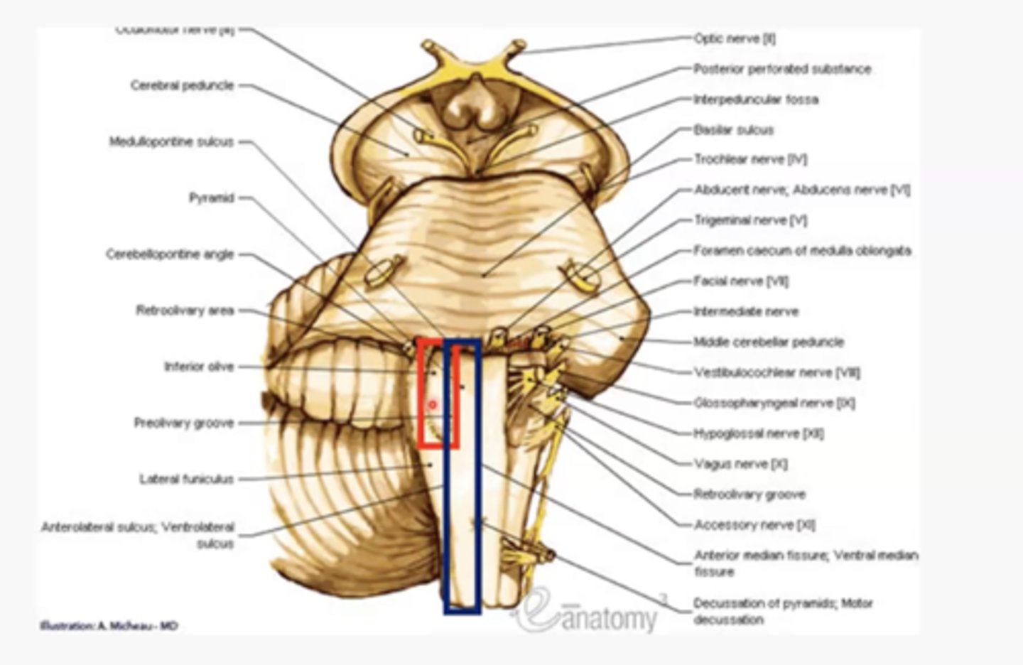 <p>Does the olive run the entire length of the medulla?</p>