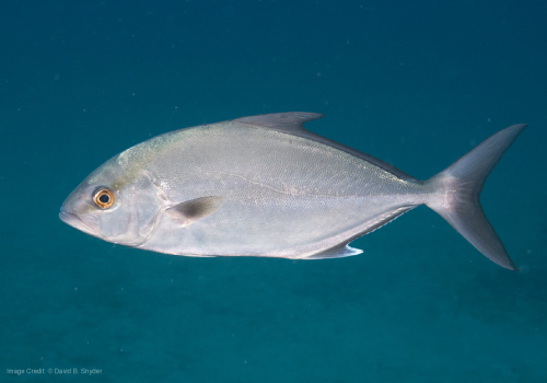 <p>Subphylum/Infraphylum Vertebrata, Class Osteichthyes</p>