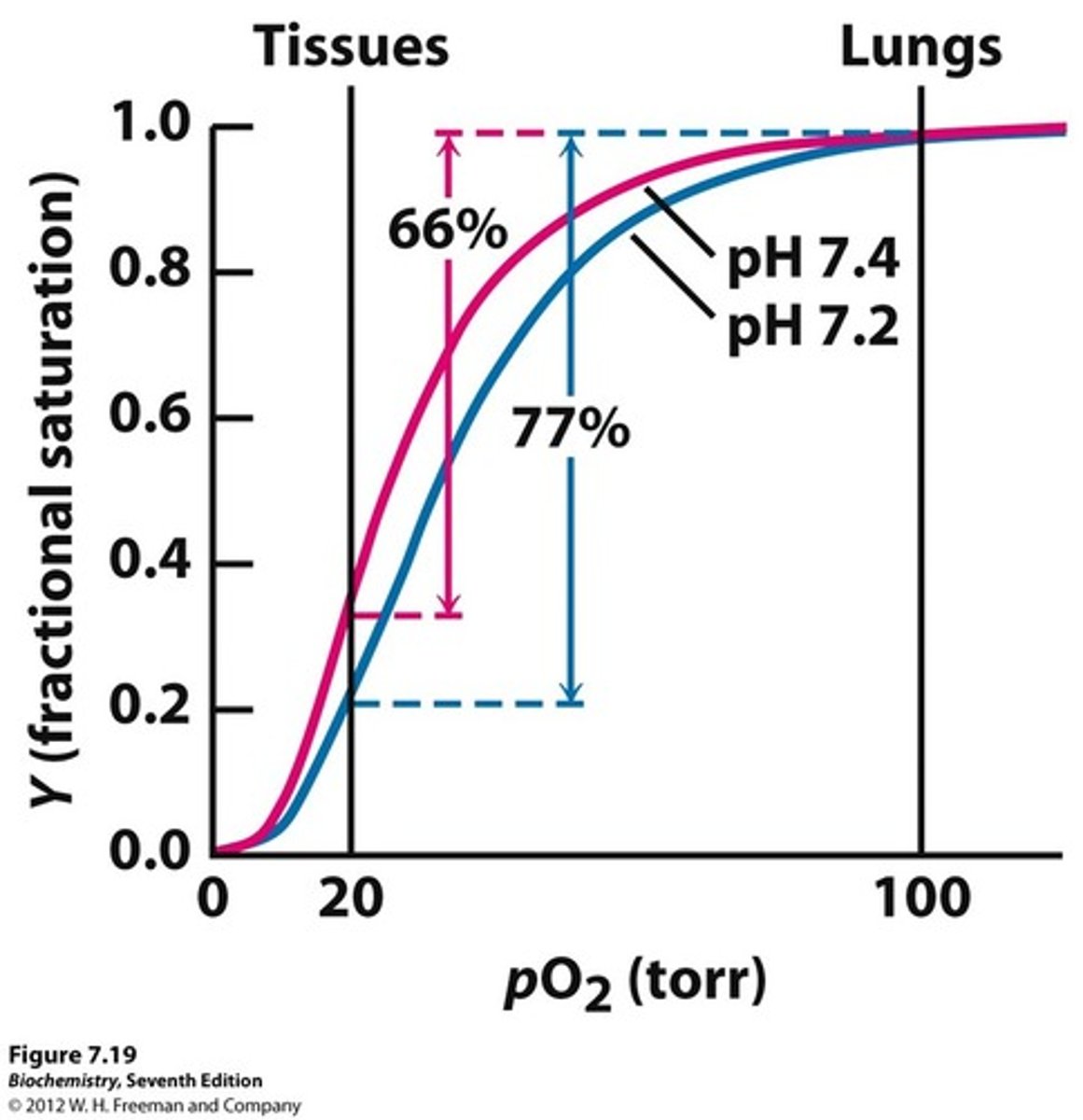 <p>- the antagonism of O2 binding by H+ is termed the Bohr effect</p><p>- binding of H+ diminishes O2 binding and vice versa</p><p>- protonation of His146 induces R-to-T transition of Hb -&gt; decreasing affinity for O2</p><p>- in deoxy-Hb -&gt; 3 amino acids residues form two salt bridges -&gt; stabilize the T quaternary structure</p>