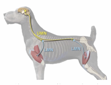 Upper motor neurons