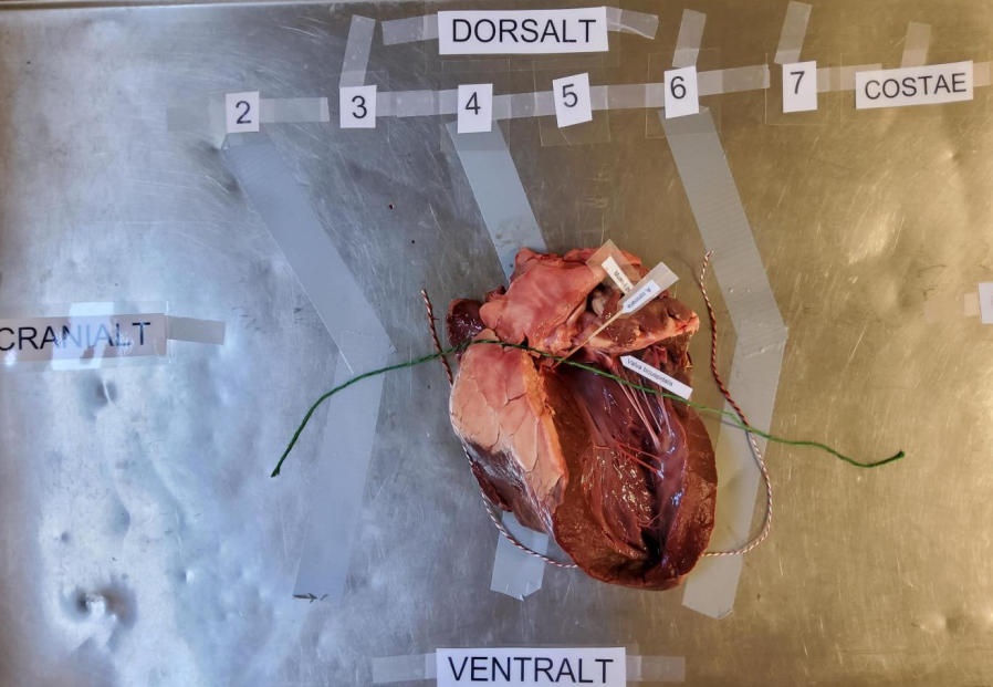 <p><strong>Post 1.</strong></p><p><strong>Spørgsmål 4:</strong> Placér pilen ”Musculi pectinati” korrekt.</p>