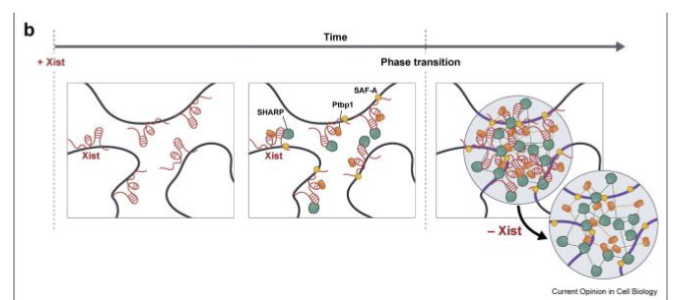 <ul><li><p>Not really understood</p><ul><li><p>Transfer of histone marks/chromatin methylation is important but not fully explanatory</p></li></ul></li><li><p>Possible that Barr body is compartmentalized enuff to maintain repressive environment during replication</p></li></ul><p></p>