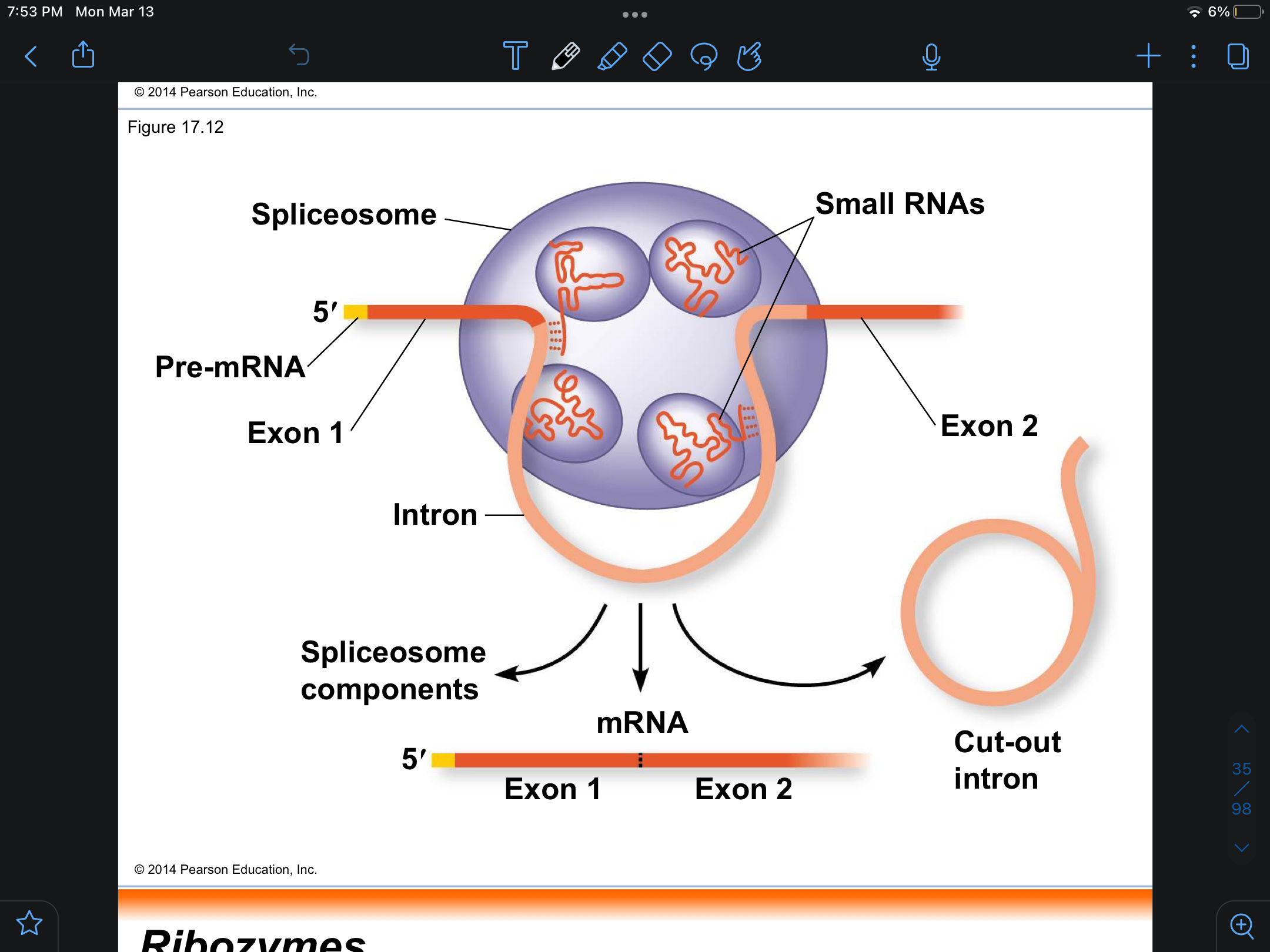 <p>spliceosome</p>