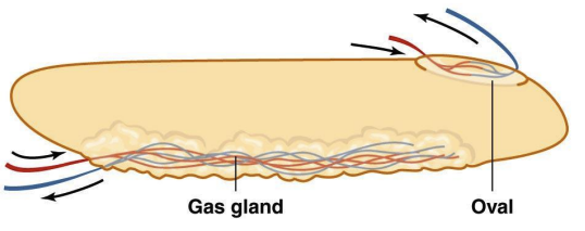 <ul><li><p>This type of swim bladder can control the volume of gas in the swim bladder by moving gases between the gas gland and the <strong>oval</strong> (a part of the swim bladder).</p></li><li><p>Gas is added through the <strong>gas gland</strong>, and gas can escape through the <strong>oval window</strong>.</p></li></ul><p></p>