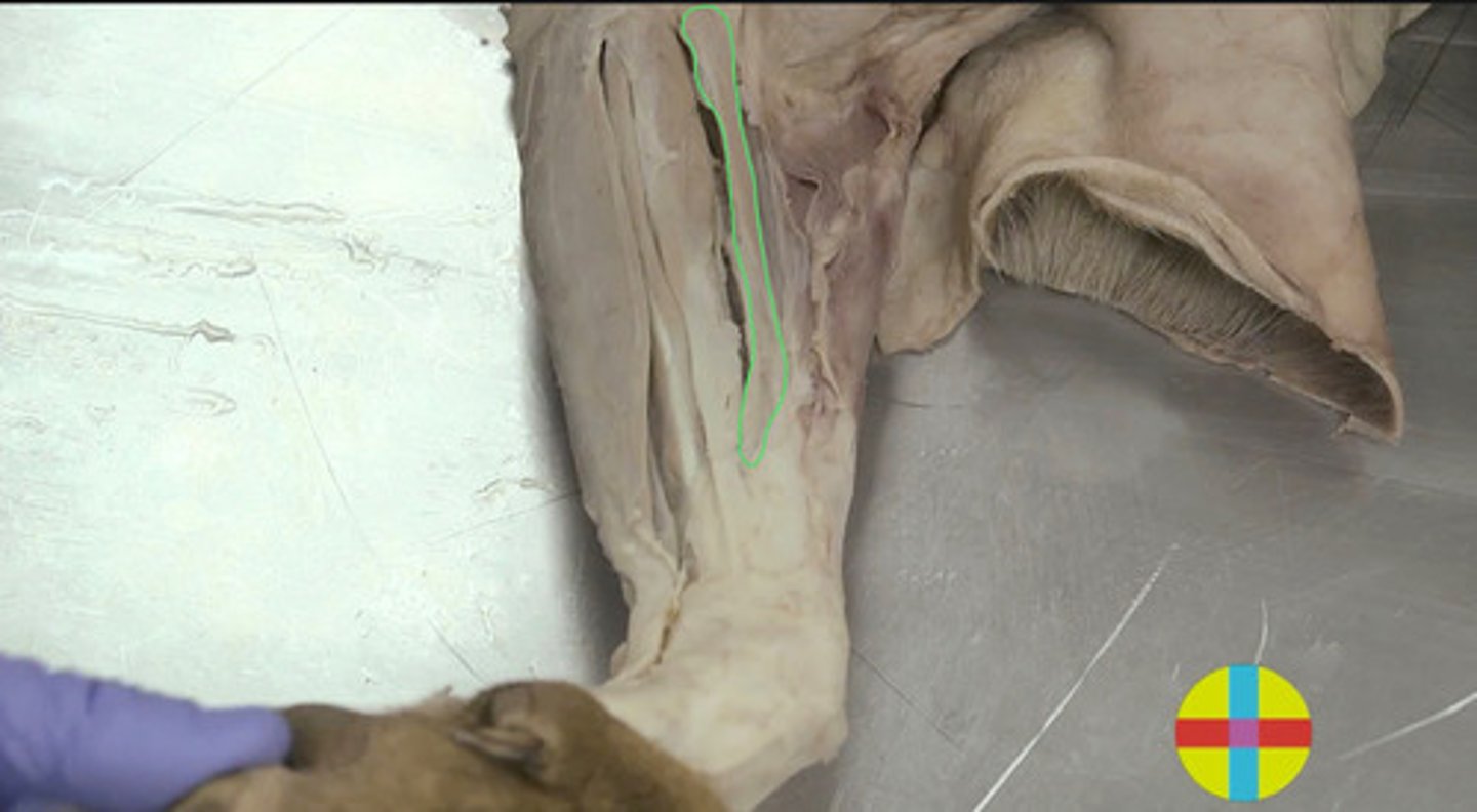 <p>cruza la cara medial de la articulación del codo. Es el más craneal de los músculos mediales del antebrazo. Origen: epicóndilo medial del húmero</p><p>Inserción: cara medial del radio.</p><p>Función: pronador del antebrazo.</p><p>Inervación: n. mediano.</p>