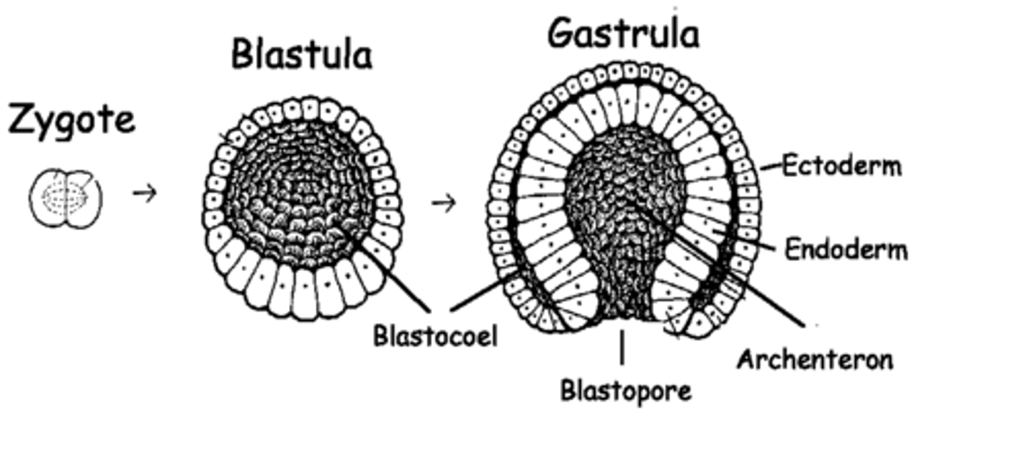 <p>an embryonic stage in animal development occurring because of gastrulation, encompassing the formation of germ layers (origin of tissues)</p>