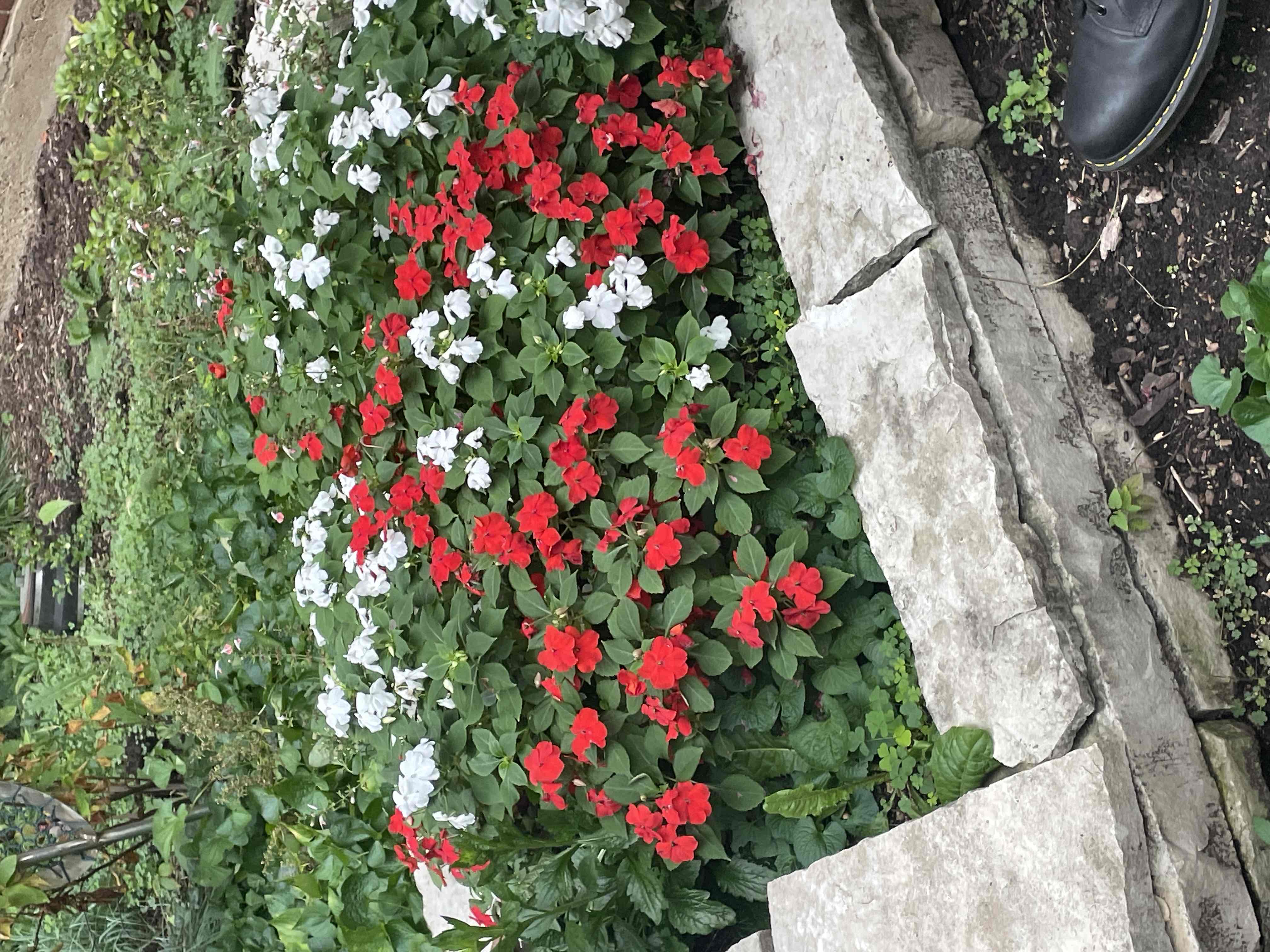 <p>Impatiens walleriana</p>