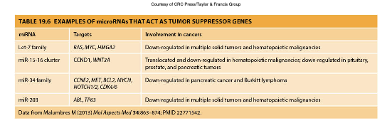 <p>More common than the involvement of miRNA as oncogenes</p><p>and play a crucial role in regulating gene expression by targeting mRNAs for degradation or repression, thus preventing excessive cell proliferation. </p>