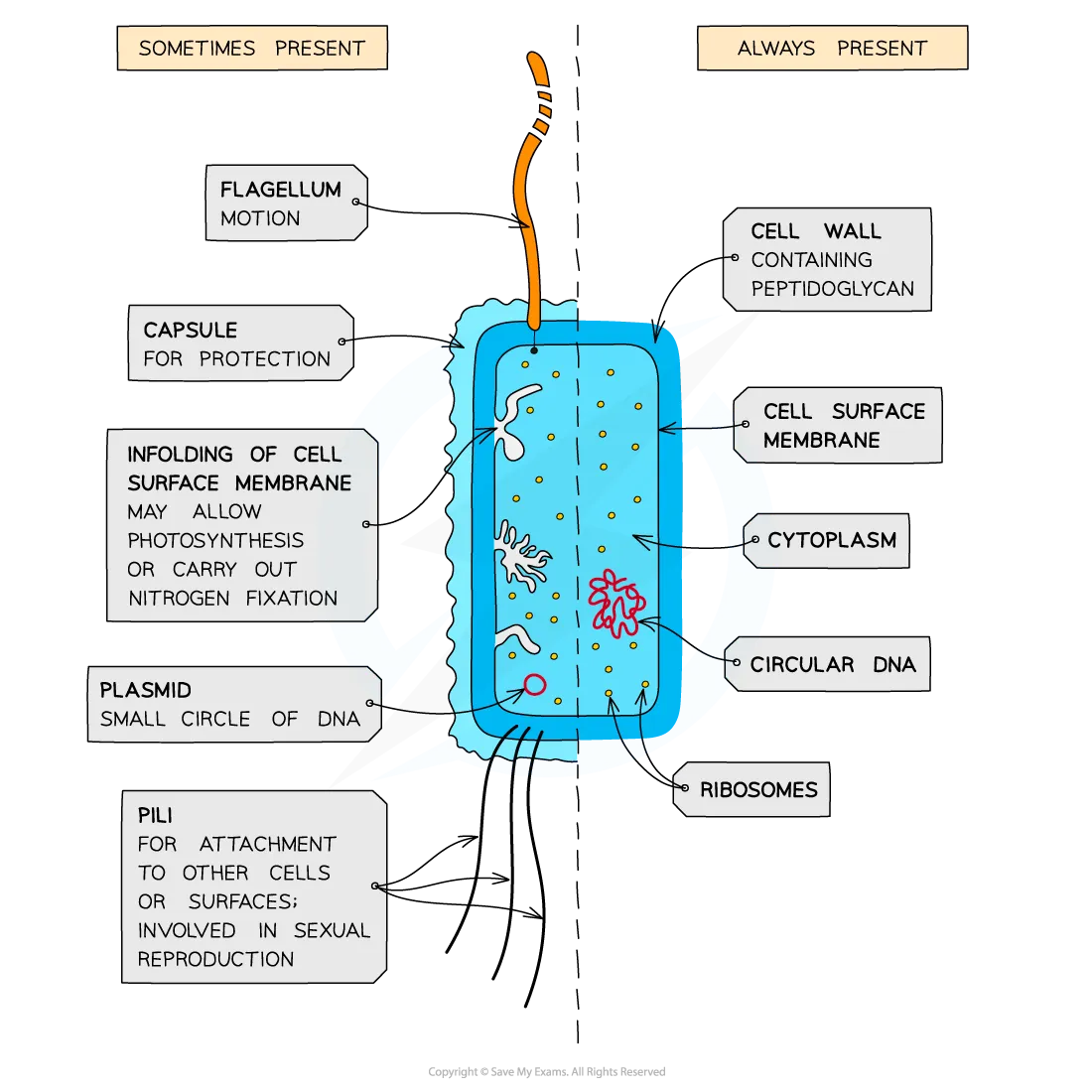 <p>The cytoplasm is not divided into compartments, it lacks membrane-bound organelles. Structures common to most include: 70S ribosomes, DNA, cytoplasm, plasma membrane, a and cell wall</p>