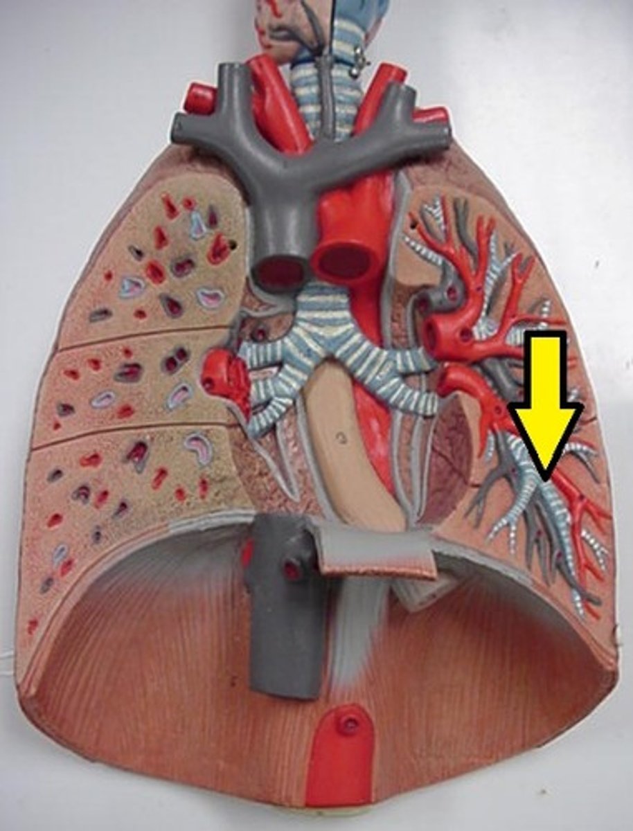 <p>Last segment of the bronchioles</p>