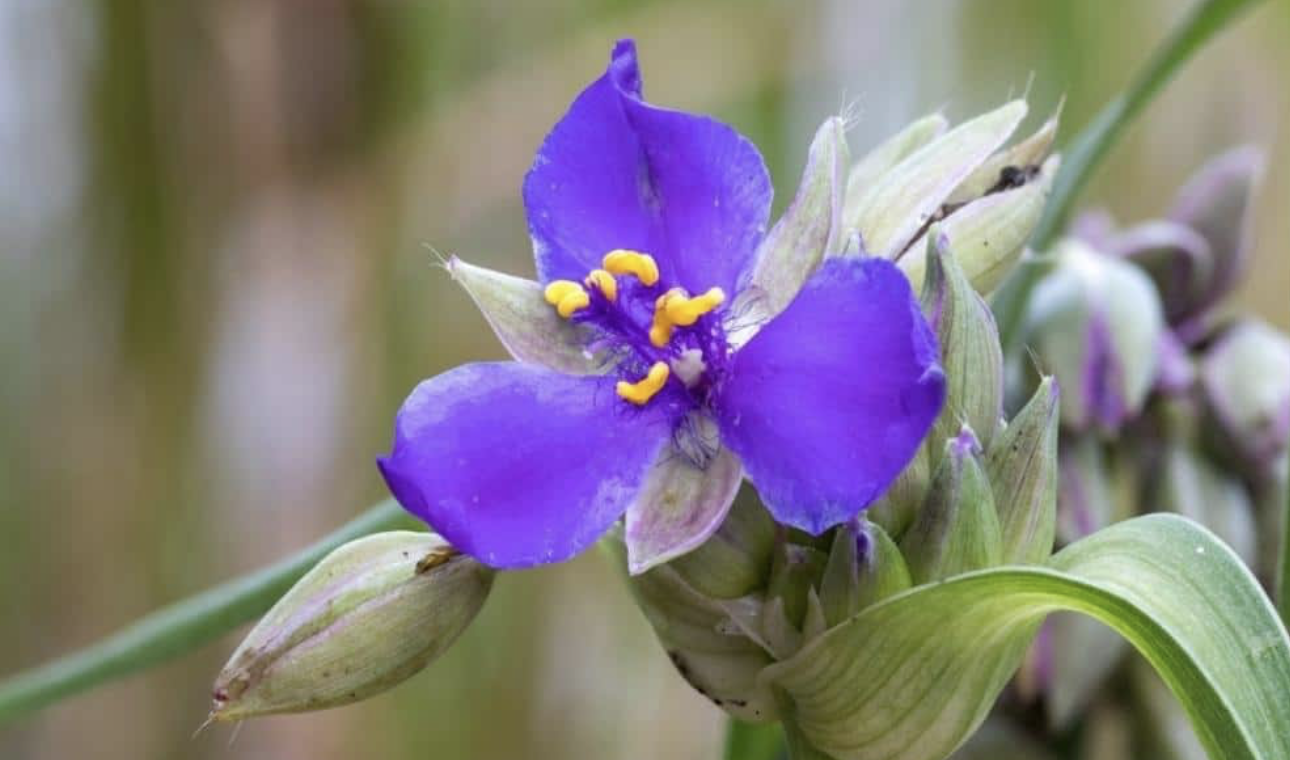 Flower 188