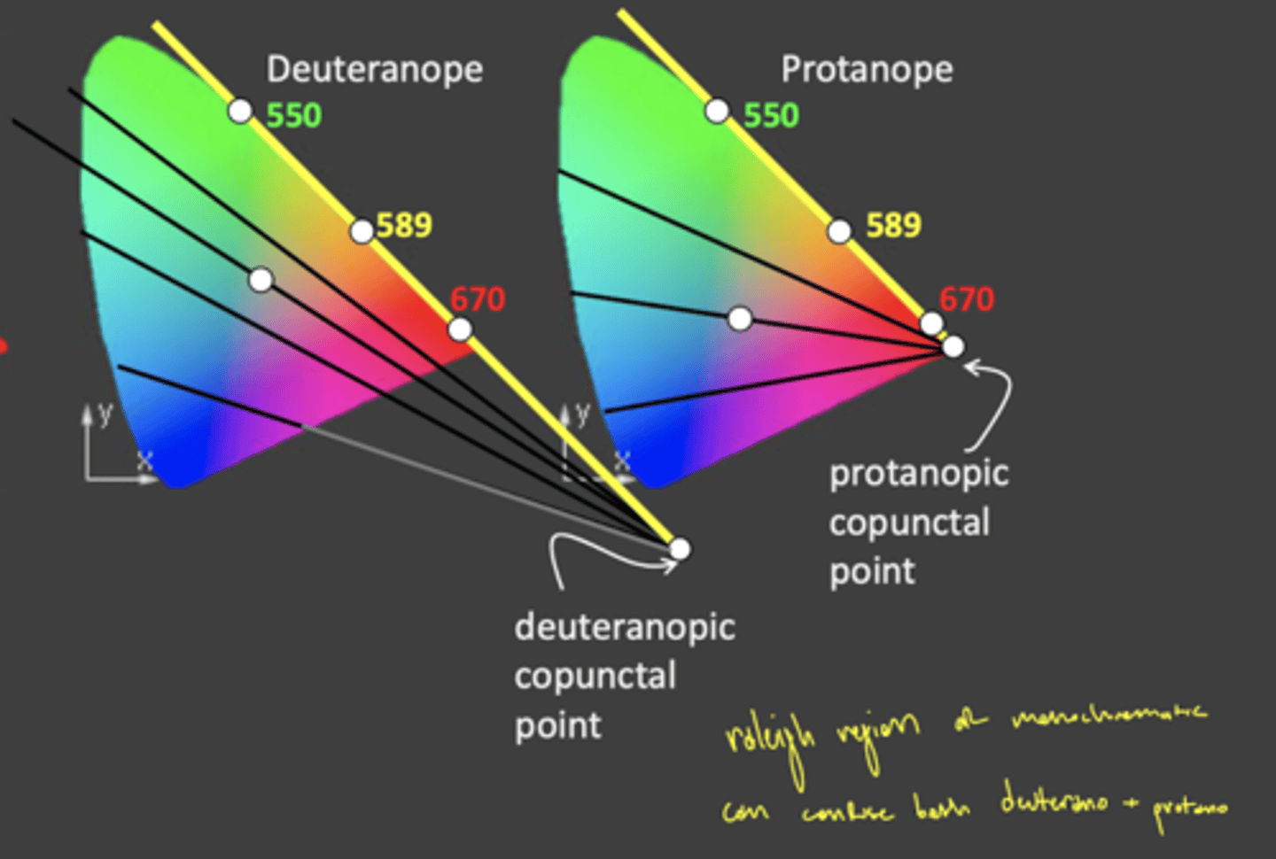 <p>confusion lines intercept on both deuteranopes and protanopes co-punctal points</p>