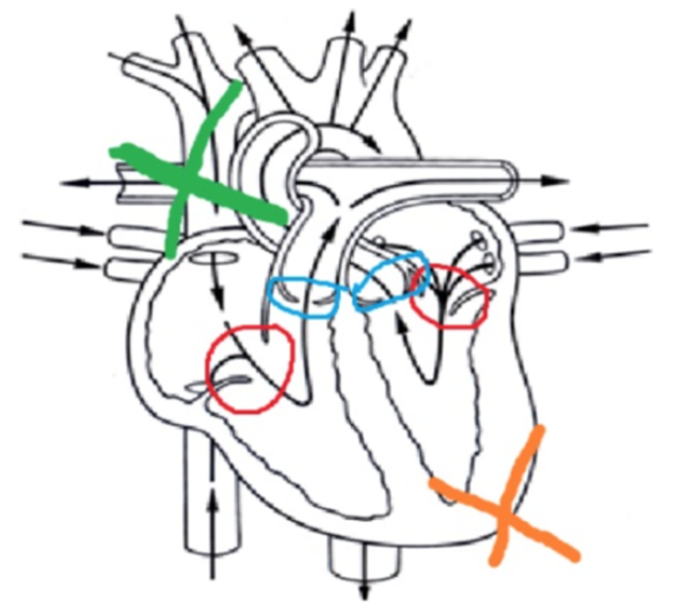 <p>Match the coloring on the heart to the correct description:</p><p>1) S1 is produced when these valves shut</p><p>2) S2 is produced when these valves shut</p><p>3) S1 is heard best by placing the stethoscope here</p><p>4) S2 is heard best by placing the stethoscope here</p><p>a. green X</p><p>b. red circles</p><p>c. blue circles</p><p>d. orange X</p>