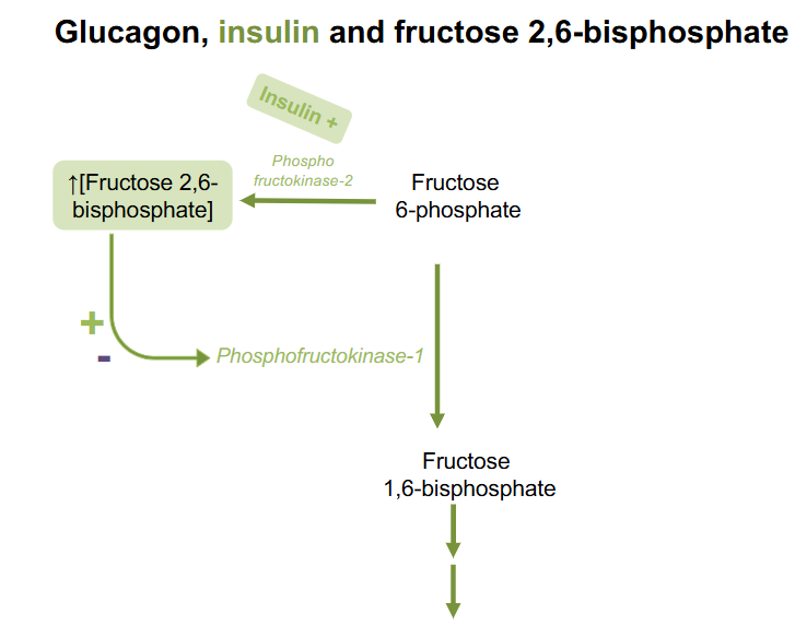 <p>- insulin turns on phosphofructokinase-2 which produces Fructose26BP</p>
