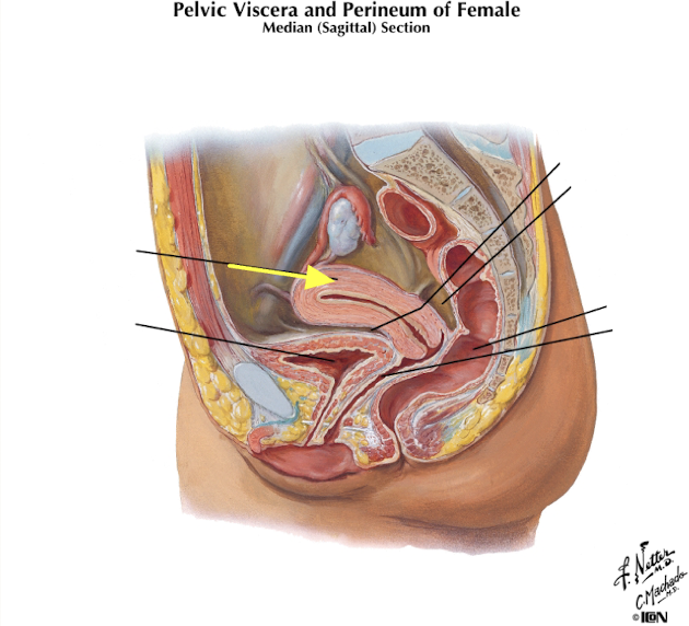 <p><strong>-Pelvic hollow muscular organ;</strong> anterior to rectum, posterior to bladder</p><p>-Typically <strong>tilted over fundus of urinary bladder</strong>; covered superiorly by peritoneum</p>