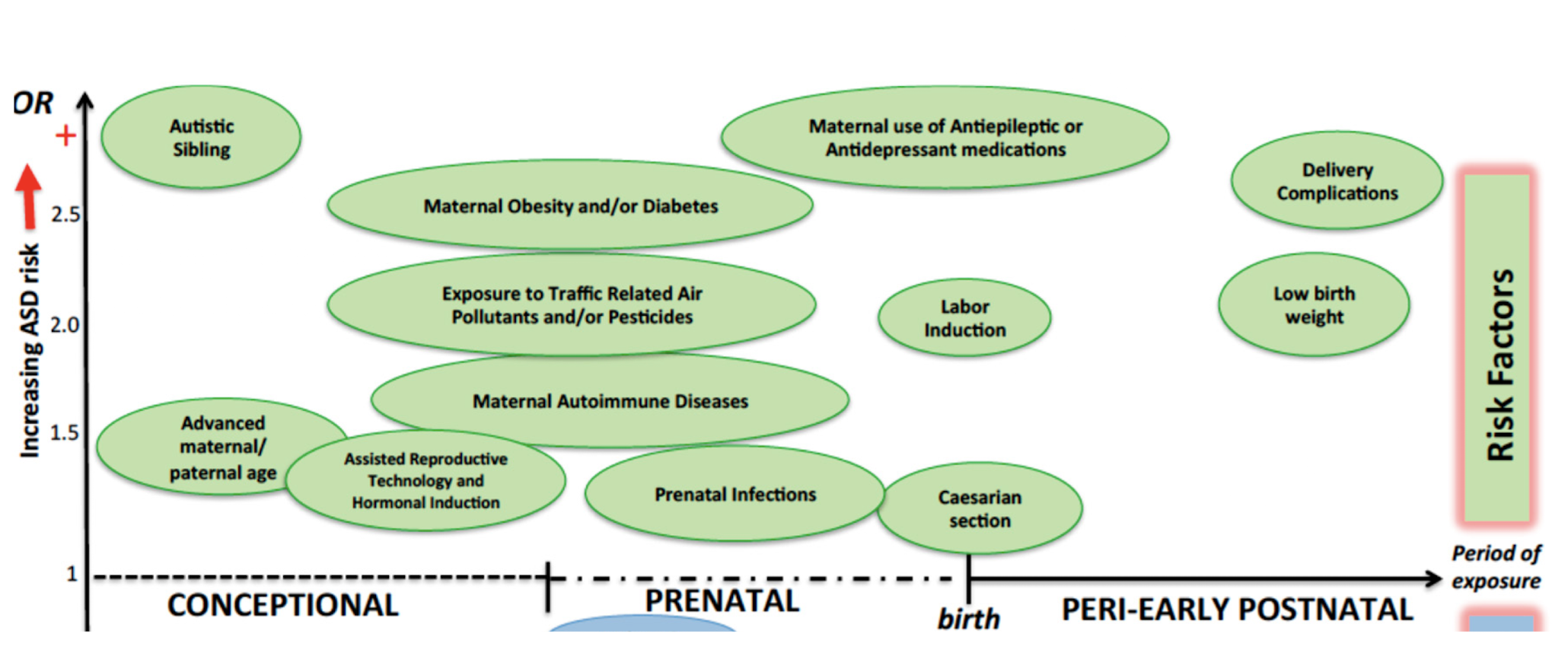 <p>many genetic and environmental factors</p>