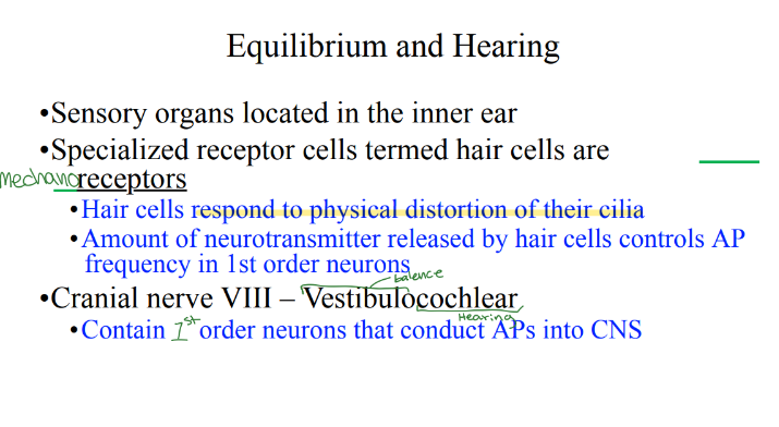 <p>In our ear, there are specialized receptor cells called what? What kinds of receptors are they? What do they respond to? </p>