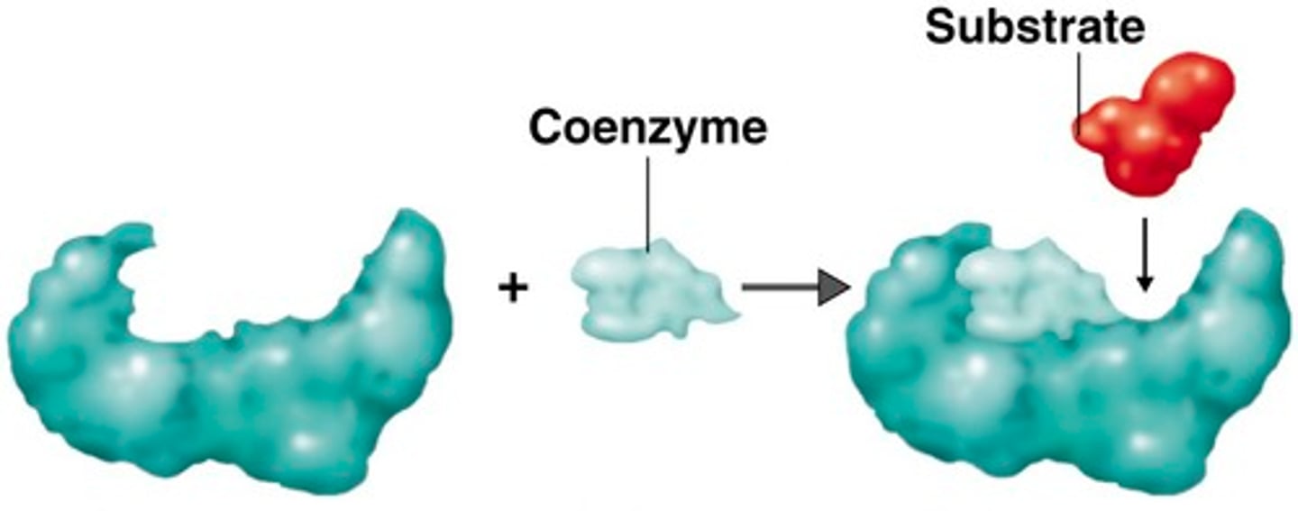 <p>- Organic molecules</p><p>- They facilitate the binding of substrate to enzyme. They are used to activate the enzyme (become a holoenzyme). They produce the specific shape of the active site</p><p>- They take part in the reaction</p>