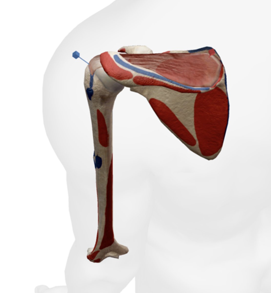 <p>greater tubercle of humerus</p>