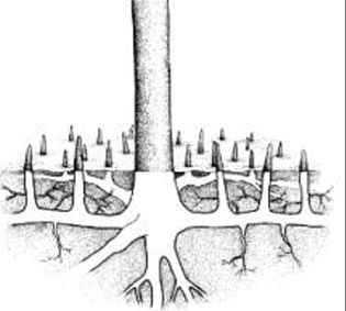 <p>Pneumatophores</p>