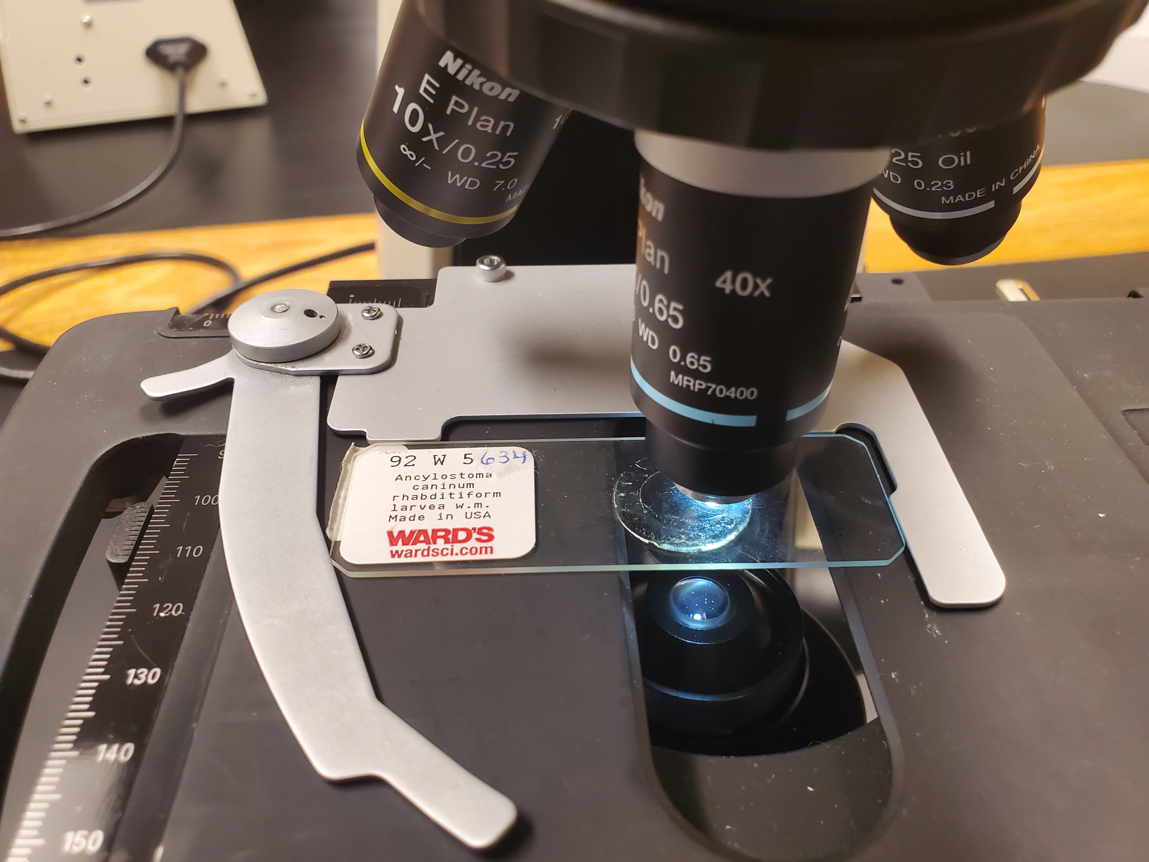 <p>Ancylostoma caninum larvea</p>