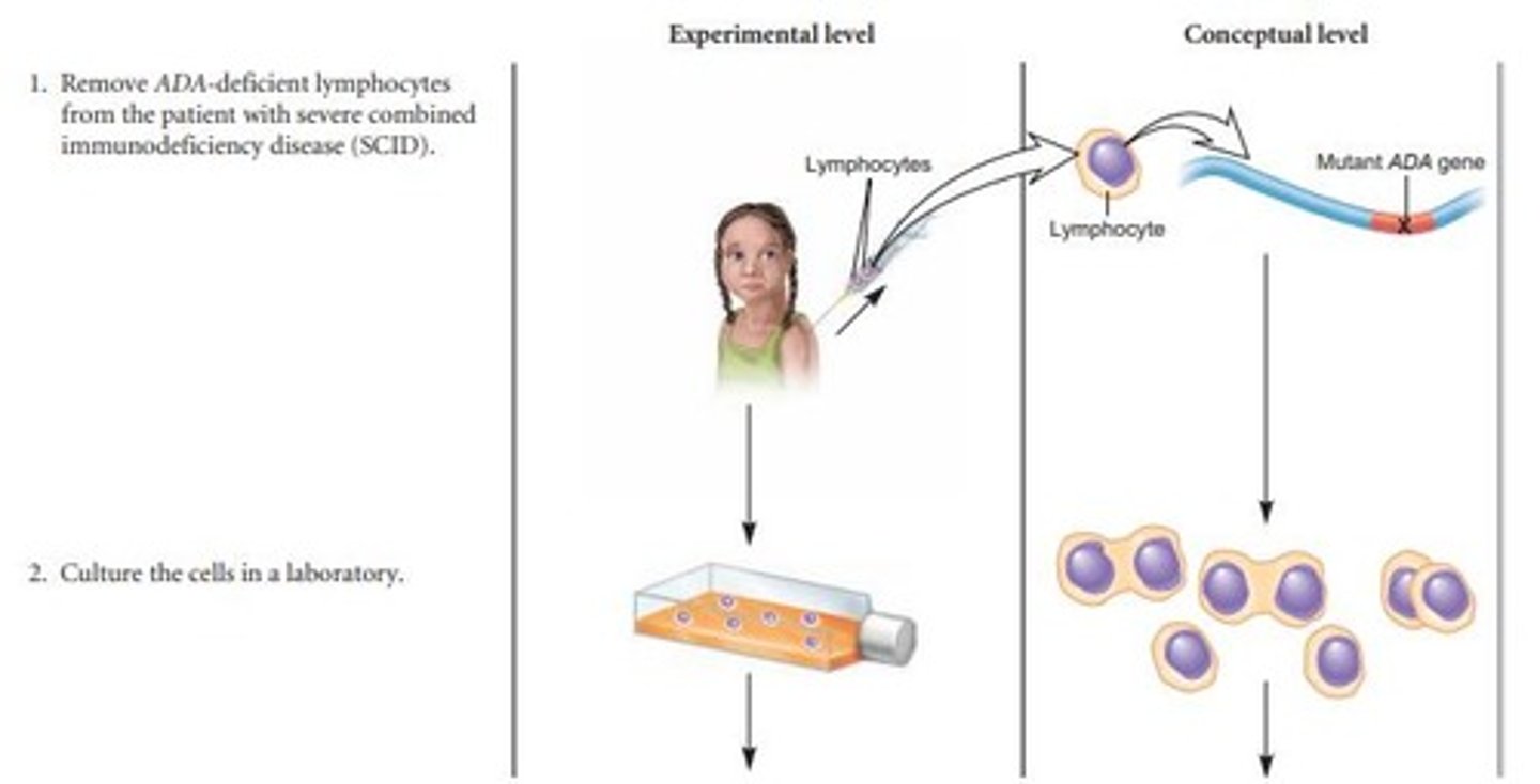 <p>Lymphocytes were removed from a SCID patient, the normal ADA gene was transferred into them via retrovirus, and then returned to the patient.</p>