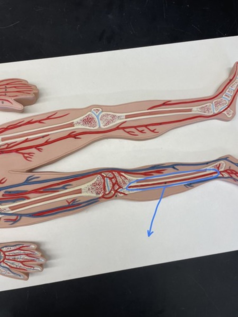 <p>supplies the lateral compartment of the leg</p>